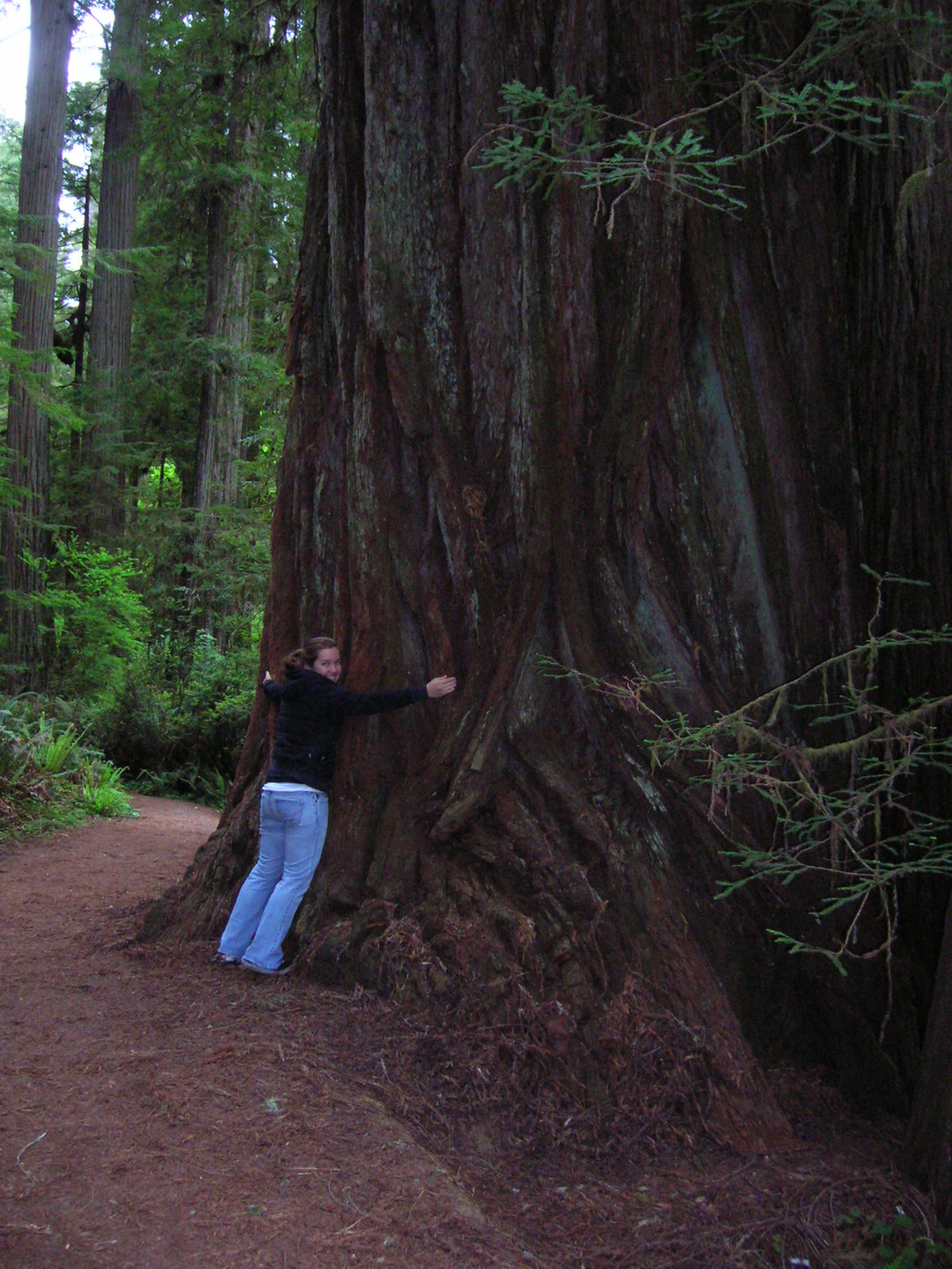 i heart trees